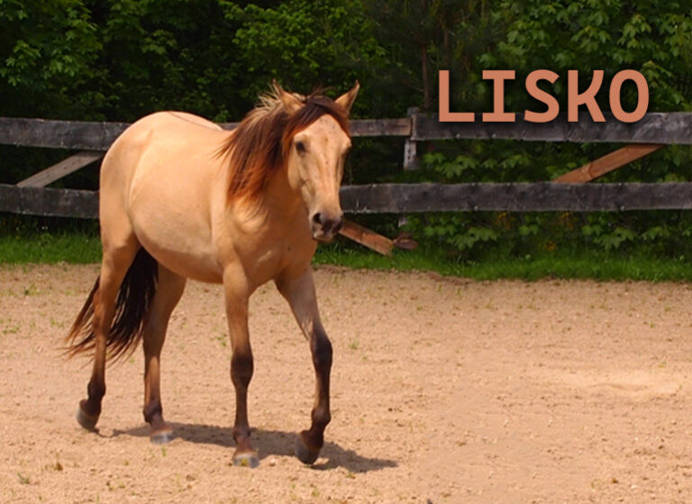 LISKO 